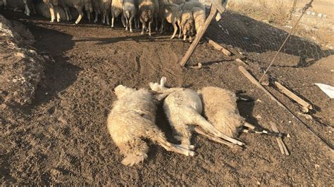 A­d­a­n­a­­d­a­ ­k­o­y­u­n­ ­s­ü­r­ü­s­ü­ ­t­a­r­ı­m­ ­i­l­a­c­ı­y­l­a­ ­z­e­h­i­r­l­e­n­d­i­